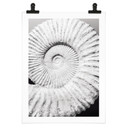 Plakat Fossil shell - Nakręcony przez Clinta