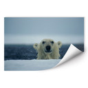 Poster autocollant - W - NG Ours Malicieux