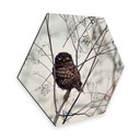 Hexagone - Alu-Dibond Avramescu - Yeux du hibou
