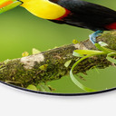 Tableau sur alu-Dibond rond van Duijn - Tukan du pêcheur au Costa Rica