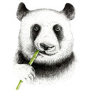 Sticker mural Kvilis - Un panda mâche du bambou