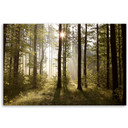 Canvasbillede, Morgen i skoven