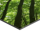 Wandbild Baumkronen im Wald - Alu-Dibond