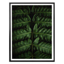 Plakat Botaniczny 02 
