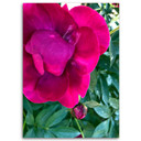 Canvasbillede, Pæonblomster