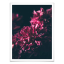 Plakat Pink Flower Dream 01