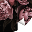 Fototapeta z różami Peonies - okrągła tapeta w kwiaty - Haase - tapeta flizelinowa/tapeta flizelinow