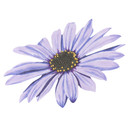Sticker mural Marguerite - Violet