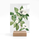 Botanisk illustration af en falsk kamelia på et bord - Walcott