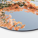 Vægcirkel Ferskenblomster i Assos - Shot by Clint – print på aluminium (Alu-Dibond)