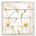 Obraz drewniany Disher - Ox eye Daisies - 40x41,5 cm