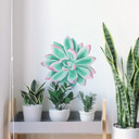 Sticker mural Echeveria 
