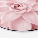 Tableau sur alu-Dibond rond Sisi & Seb - Succulente rose