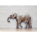 Fototapet - The Walking Elephant