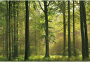 Papierbehang Herfstbos