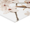 Akrylbillede Gren med hvide kirsebærblomster - Sisi & Seb