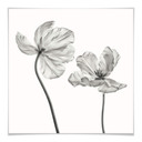 Plakat Grønkjær - Kwiat tulipana
