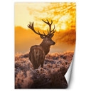Fototapete, Hirsch bei Sonnenuntergang