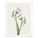 Plakat Ranunculus 01