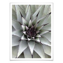 Plakat Agave 01