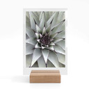 Borddisplay Agave 01