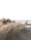 Fototapet med græs ved havet beige,Blomst 2,70 x 2,12 m