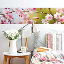 Fototapete Cherry Blossoms - Panorama - 48x260 cm