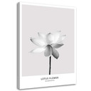 Canvasbillede, Hvid lotusblomst