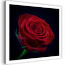 Canvasbillede, Rød rose i mørket