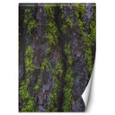 Fototapete, Holz Rinde Textur