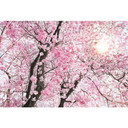 Fotobehang Bloom
