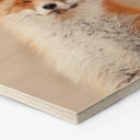 Hexagone - Bois van Duijn - Renard content