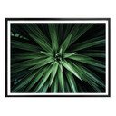 Plakat Botaniczny