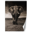 Fototapete, Elefant Tier Afrika