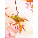 Fugle og blomster ophængeligt tapet