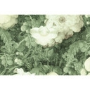 Architects Paper Papier peint photo Atelier 47 Art Blossom avec fleurs