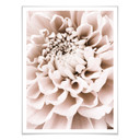 Plakat 1X Studio - Chryzantema