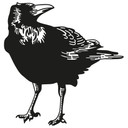 Muursticker Kraai