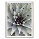 Plakat Agave 01