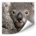 Zelfklevende Poster Cuddly Koala