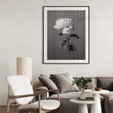 Plakat 1X Studio - Piwonia czarno-biały
