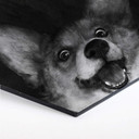 Hexagone - Alu-Dibond Graves - Sausage Fox Corgi