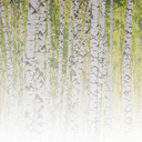 BirchForest2 papier peint forêt de bouleaux en gris blanc - papier peint intissé Designwalls 2 - 2.5
