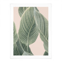Plakat Calathea - Sisi & Seb