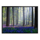 Plakat Popan - Bellflowers