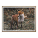Affiche - Renard 02