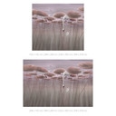 Natuur Fotobehang lotusbloemen met zwaan in het water in donkerroze - Ms Tiff