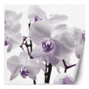 Fototapete, Lila Orchidee Blütenblättern