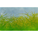Architects Paper Papier peint photo Atelier 47 Thorn hedge graphisme