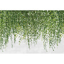 Fototapet - Hængeplanter